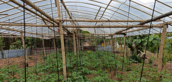 तरकारी खेतीबाट आत्मनिर्भर बन्दै ‘टनेल’ गाउँका किसान
